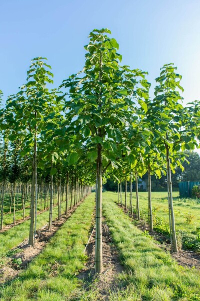 Paulownia fortunei 'FAST BLUE' haute-tige 18/20