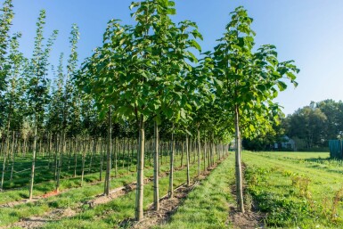 Paulownia fortunei 'FAST BLUE' haute-tige 18/20