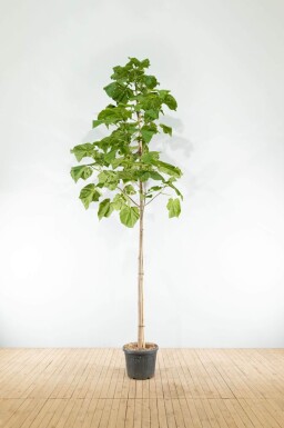 Paulownia tomentosa haute-tige 10/12