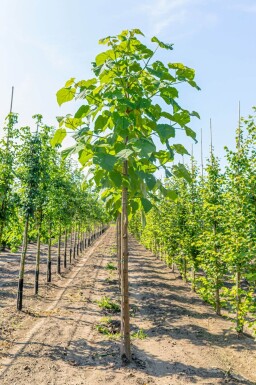 Paulownia tomentosa haute-tige 10/12