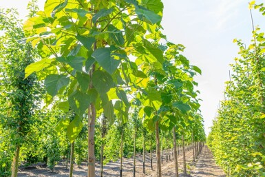 Paulownia tomentosa haute-tige 10/12