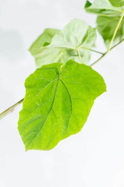 Paulownia tomentosa haute-tige 10/12