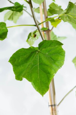 Paulownia tomentosa haute-tige 10/12