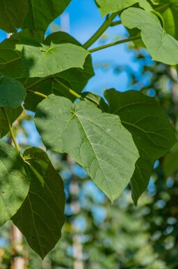 Paulownia tomentosa haute-tige 10/12