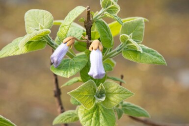 Paulownia tomentosa haute-tige 10/12