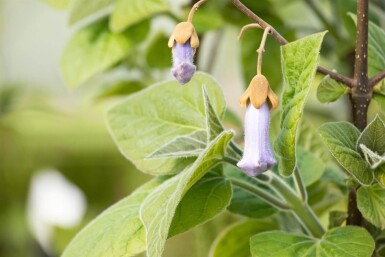Paulownia tomentosa haute-tige 10/12