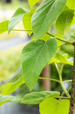 Paulownia tomentosa haute-tige 10/12