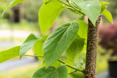 Paulownia tomentosa haute-tige 10/12