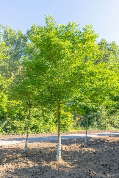 Phellodendron amurense haute-tige 10/12