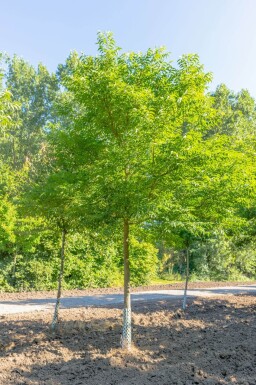 Phellodendron amurense haute-tige 10/12