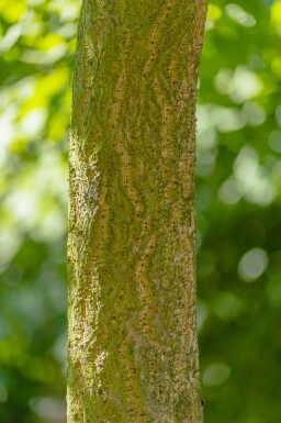 Phellodendron amurense haute-tige 10/12