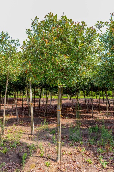 Photinia fraseri 'Red Robin' haute-tige 6/8 180cm tronc