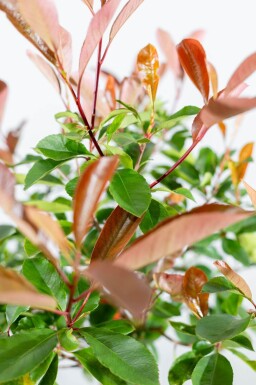 Photinia fraseri 'Red Robin' haute-tige 6/8 180cm tronc