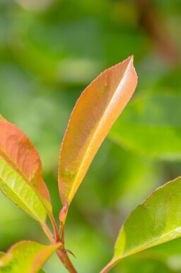 Photinia fraseri 'Red Robin' haute-tige 6/8 180cm tronc