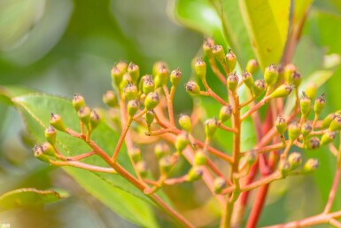 Photinia fraseri 'Red Robin' haute-tige 6/8 180cm tronc