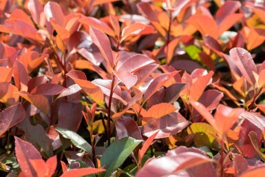 Photinia fraseri 'Red Robin' haute-tige 6/8 180cm tronc