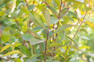 Photinia fraseri 'Red Robin' haute-tige 6/8 180cm tronc