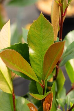 Photinia fraseri 'Red Robin' haute-tige 6/8 180cm tronc