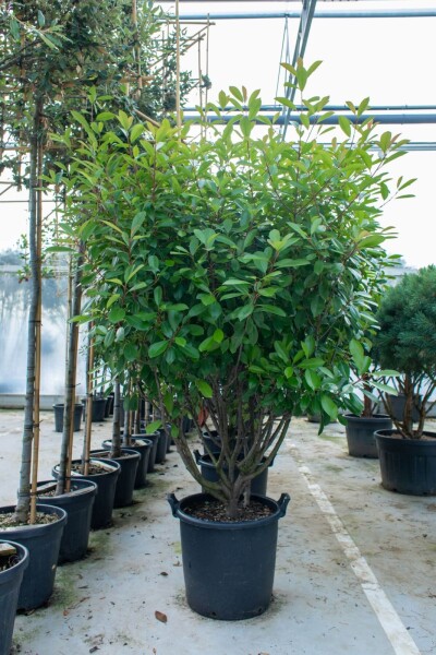 Photinia fraseri 'Red Robin' cépée 250-300