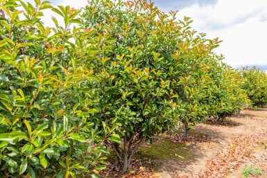 Photinia fraseri 'Red Robin' cépée 250-300