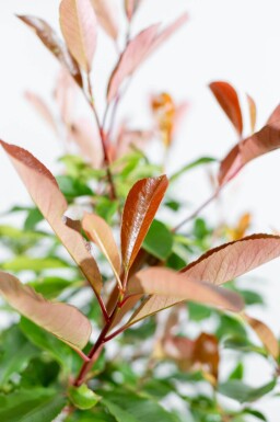 Photinia fraseri 'Red Robin' cépée 250-300