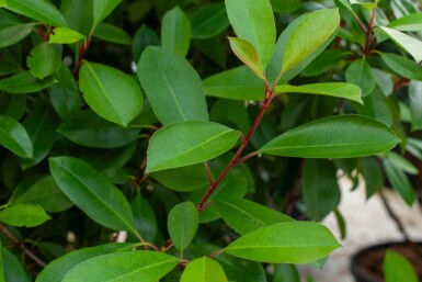 Photinia fraseri 'Red Robin' cépée 250-300