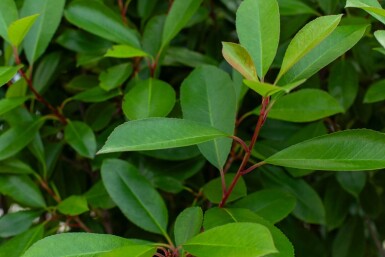 Photinia fraseri 'Red Robin' cépée 250-300