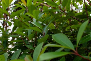 Photinia fraseri 'Red Robin' cépée 250-300