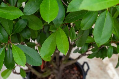 Photinia fraseri 'Red Robin' cépée 250-300