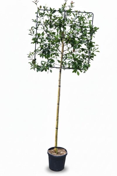 Photinia fraseri 'Red Robin' espalier 6/8 180cm tronc 150b x 120h