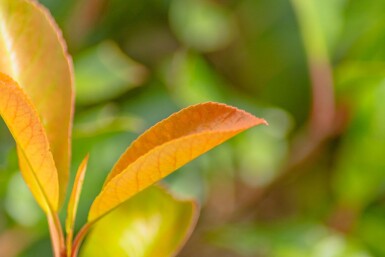 Photinia fraseri 'Red Robin' espalier 6/8 180cm tronc 150b x 120h