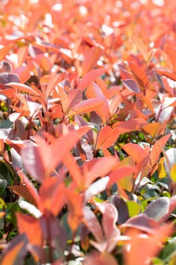 Photinia fraseri 'Red Robin' espalier 6/8 180cm tronc 150b x 120h