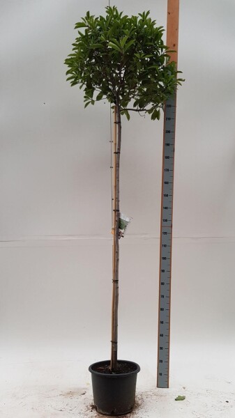 Photinia fraseri 'Red Robin' boule sur tige 90cm tronc