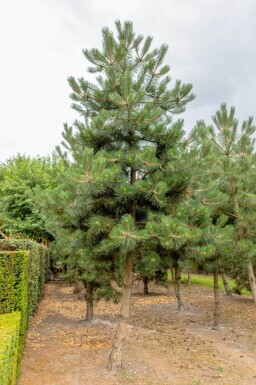 Pinus nigra subsp. nigra haute-tige