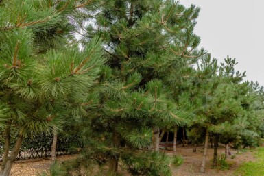 Pinus nigra subsp. nigra haute-tige
