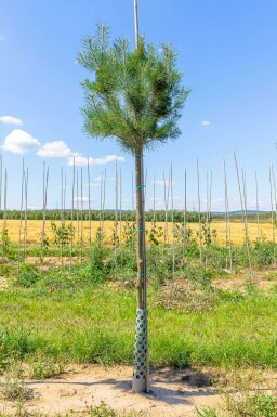 Pinus sylvestris haute-tige