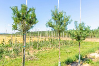 Pinus sylvestris haute-tige 16/18