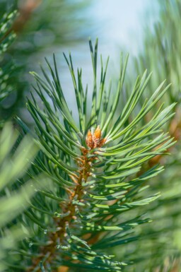 Pinus sylvestris haute-tige 16/18