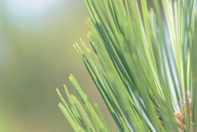 Pinus sylvestris haute-tige 16/18