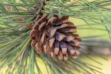 Pinus sylvestris haute-tige 16/18