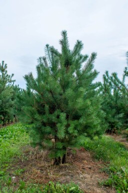Pinus sylvestris cépée 250-300