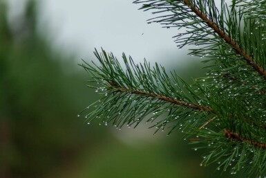 Pinus sylvestris cépée 250-300
