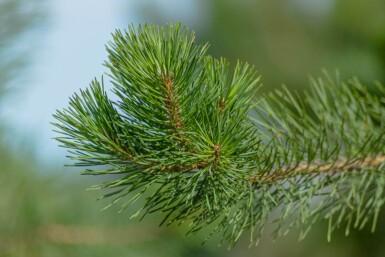 Pinus sylvestris cépée 250-300