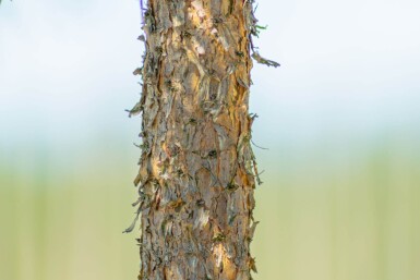 Pinus sylvestris cépée 250-300