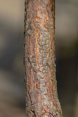 Pinus sylvestris cépée 250-300