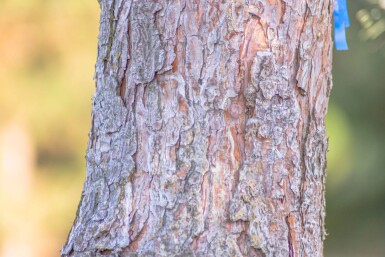 Pinus sylvestris cépée 250-300