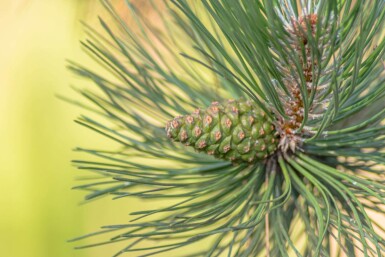 Pinus sylvestris cépée 250-300