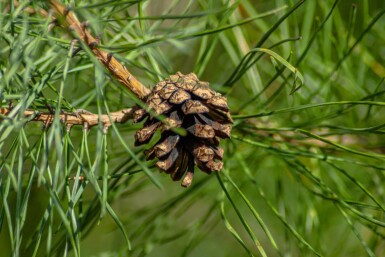 Pinus sylvestris cépée 250-300