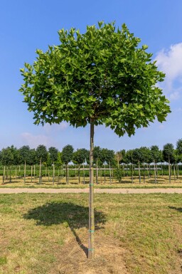 Platanus x hispanica 'Alphen's Globe' haute-tige 12/14 225cm tronc