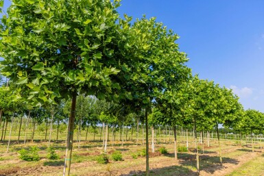 Platanus x hispanica 'Alphen's Globe' haute-tige 12/14 225cm tronc